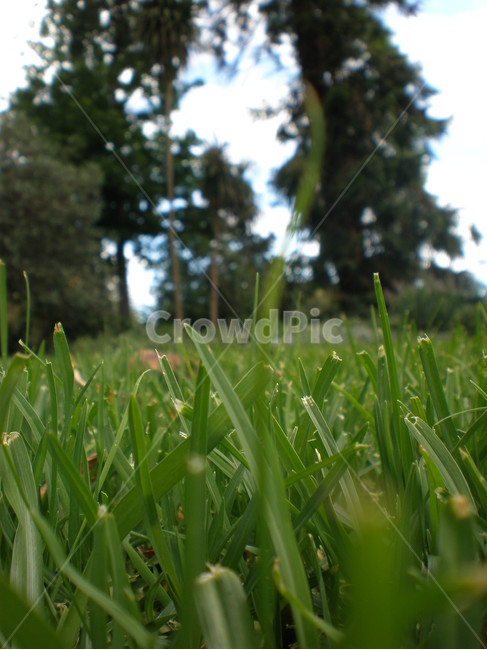 공원,보타닉가든,멜버른,botanicgarden,잔디,royalbotanicgardensmelbourne