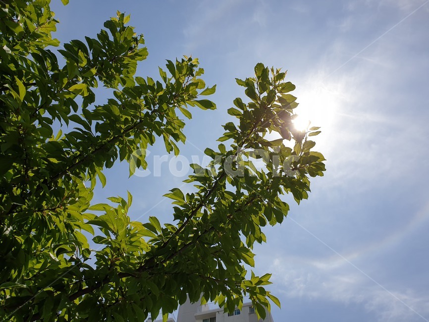 leaf,plant,잎,식물,하늘,light,빛,플레어,햇빛,sunlight,flare,가을하늘,맑은하늘,푸르른하늘,높은하늘