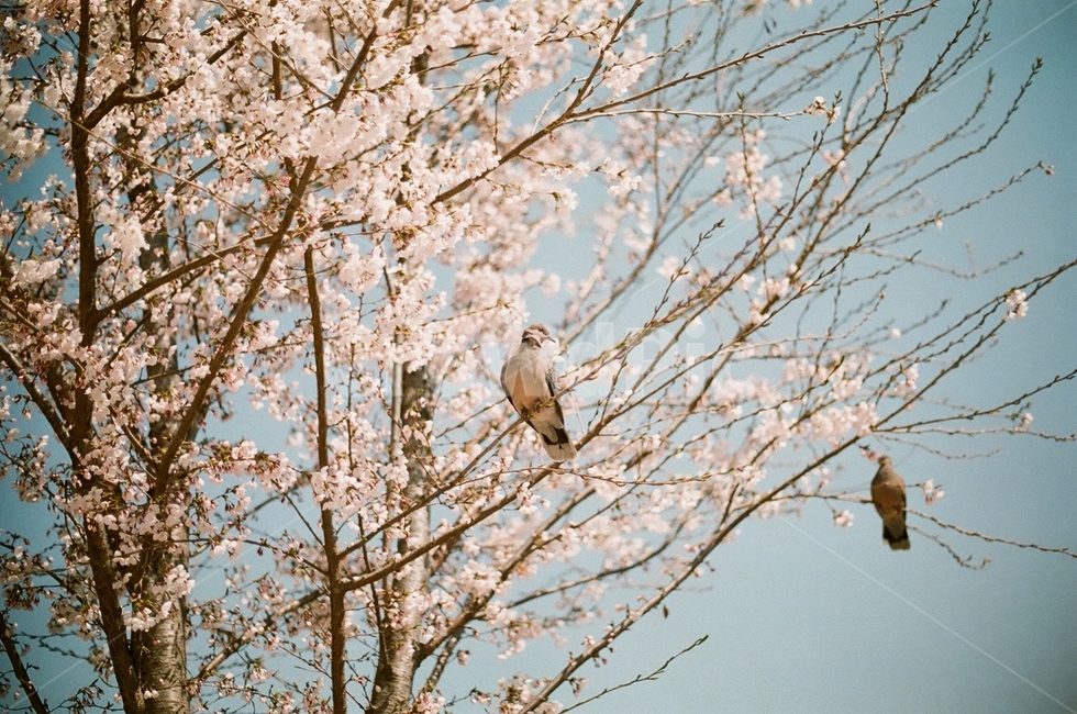 봄,벚꽃공원,공원,벚꽃,산책,plant,식물,animal,동물,bird,새,flower,꽃,blossom,봄,계절,spring,season