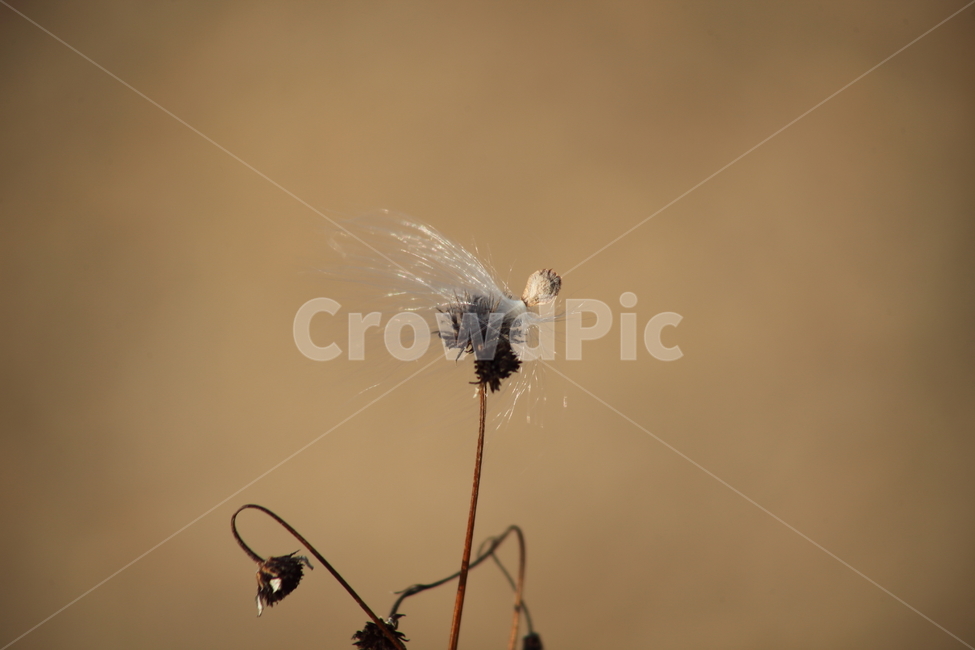 홀씨,박주가리,씨앗,종자,seed,식물,자연,plants,nature