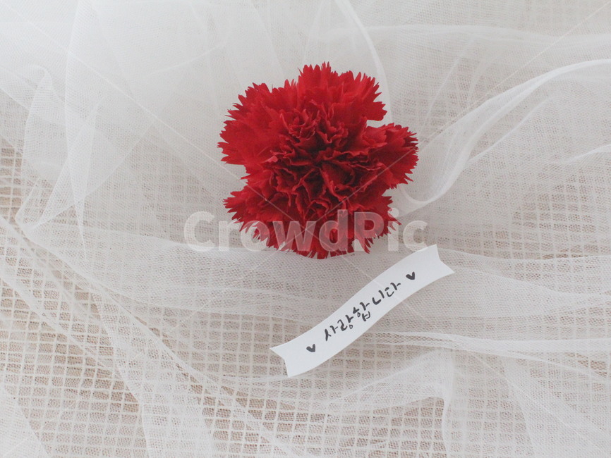 카네이션,어버이날,빨간꽃,꽃,carnation,red,flower