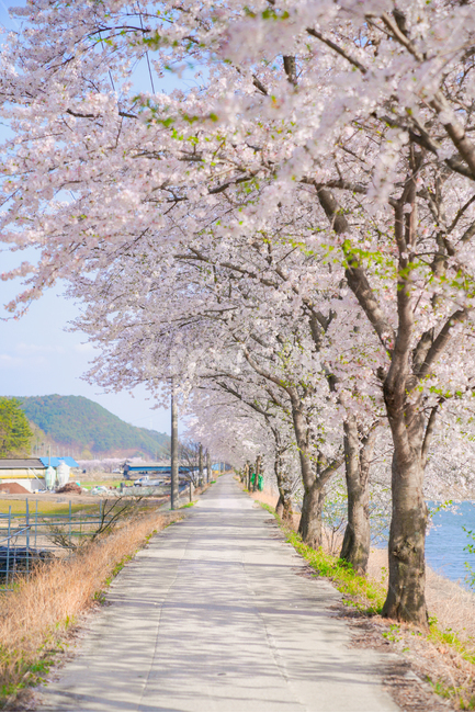 cherryblossoms,벚꽃,봄,꽃,꽃축제,순천만정원,순천,서천,핑크,분홍,핑크블라썸,시골길,시골,한적,산책,봄,계절,spring,season,자연,풍경,nature,landscape,한국자연풍경,한국자연경관,korea nature landscape,시골,마을,country,rural,town,휴식,힐링,rest,relaxation,healing,plant,식물,blossom,flower