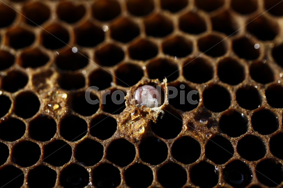 산란,변태,애벌레,알,성충,번데기,완전변태,동물,animal,곤충,벌레,insect,bug