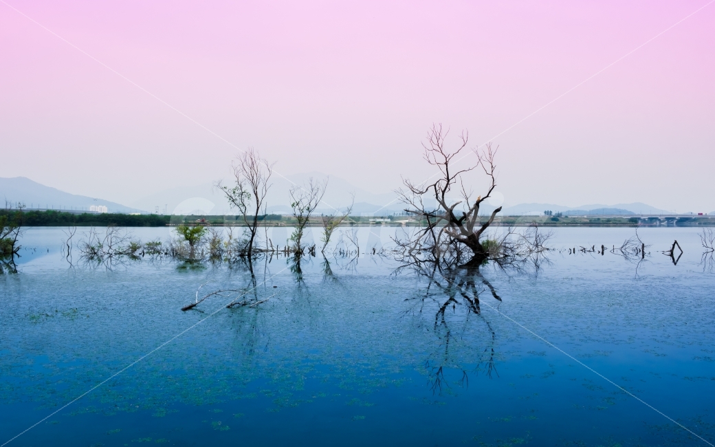 낙동강,반영,쓸쓸함,나무,잠긴나무,고요,외로움,강,자연,풍경,nature,landscape,색깔,색상,색채,색감,color sense,color sensitivity,feeling of color,land,땅,outdoors,옥외,water,물,marsh,습지,swamp,늪,bog,변소