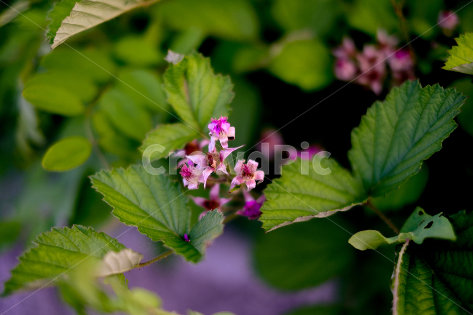 보라색꽃,핑크색꽃,야생화,wildflower,magenta,식물,자연,plants,nature,꽃,flower
