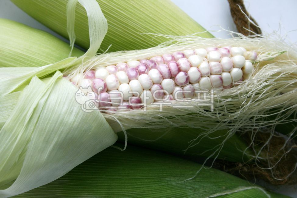 농산물,옥수수,corn,food,음식,채소,vegetable