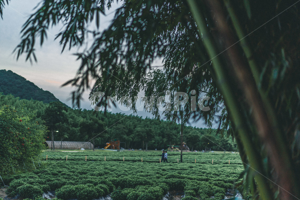 plant,식물,자연,nature,공원,인간,자연,풍경,nature,landscape