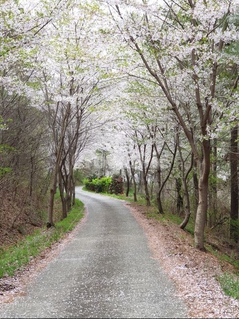 벚꽃,풍경,봄,꽃길,나무,봄,계절,spring,season,자연,풍경,nature,landscape,dirt road,흙길,gravel,자갈,road,도로,asphalt,아스팔트