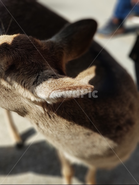 사슴,동물,동물의귀,사슴의귀,산짐승,동물,animal,포유류,mammal