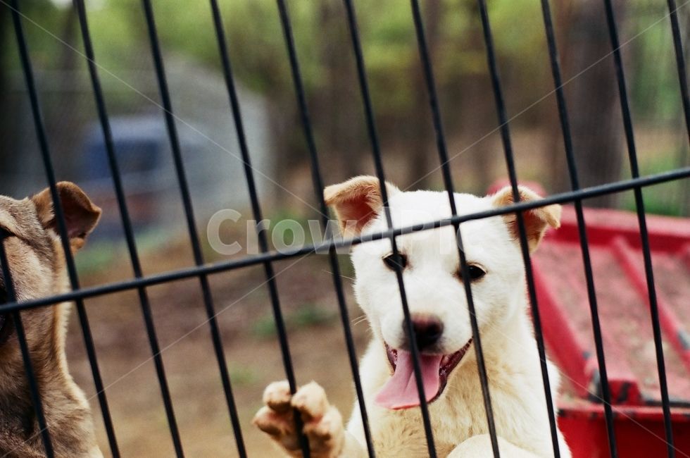 pet,애완동물,animal,동물,canine,dog,개,시골,강아지,동물,animal,포유류,mammal,개,강아지,dog,doggy