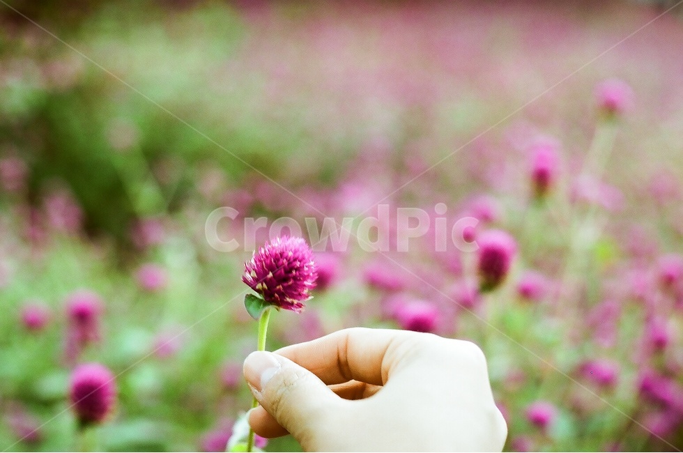 천일홍,가을,꽃,가을꽃,필름,필름사진,식물,자연,plants,nature,꽃,flower
