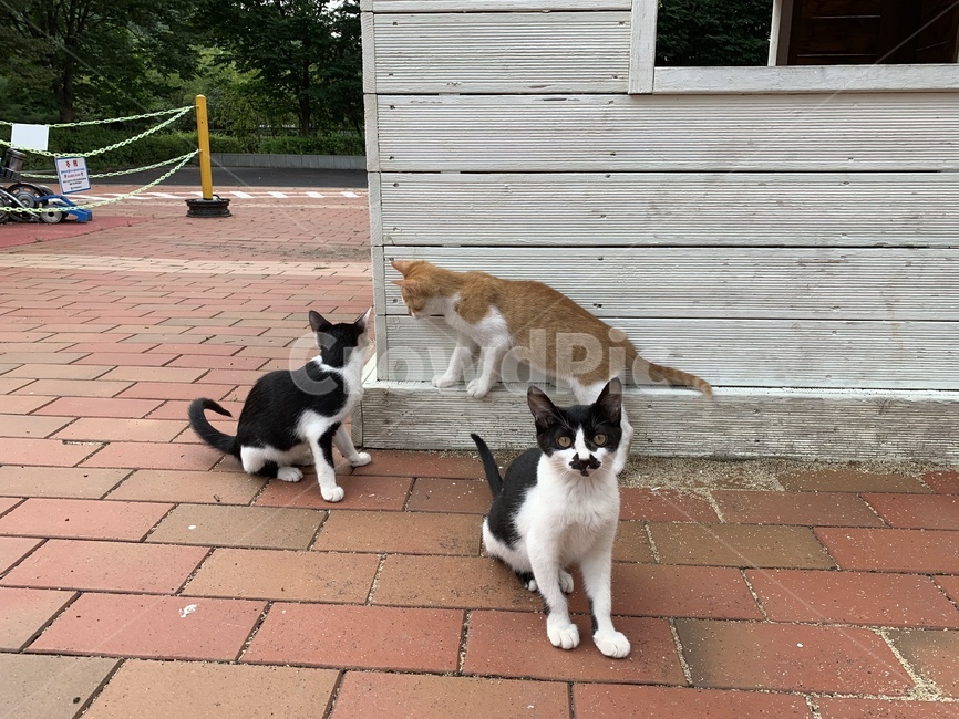 고양이,길고양이,동물,아기고양이,길냥이,펫,포유류,귀여운,animal,cat,pet,kitty,lovely