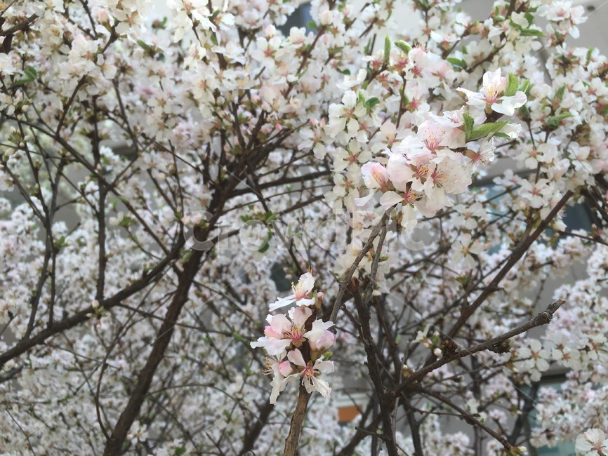 꽃,봄,벚꽃,축제,배경,화사함,봄,계절,spring,season,식물,자연,plants,nature,꽃,flower,plant,blossom