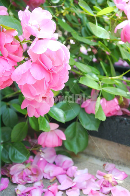 꽃,분홍,자연,색감,분홍색,pink,flower,초록,초록색