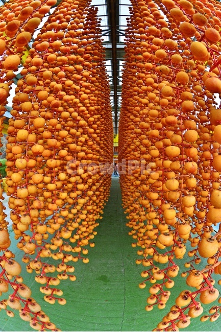 전북,완주,산골마을,곶감말리기,곶감,plant,식물,food,음식,fruit,과일,persimmon,감