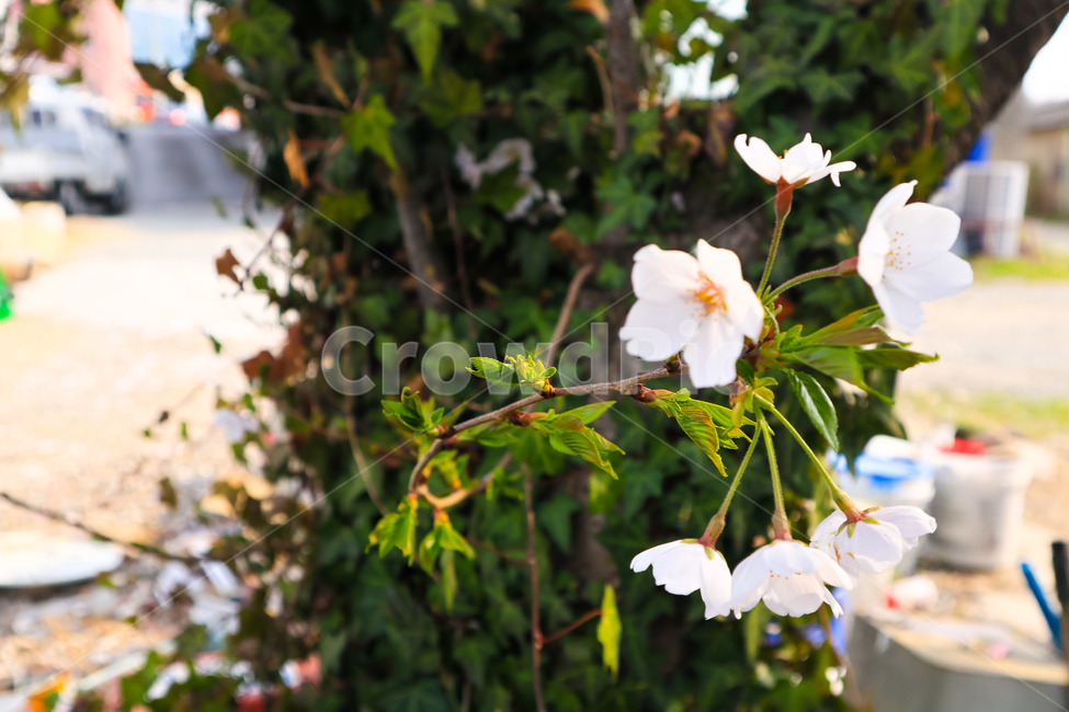 벚꽃,꽃,자연,나무,풍경,봄,봄,계절,spring,season,식물,자연,plants,nature,꽃,flower,plant