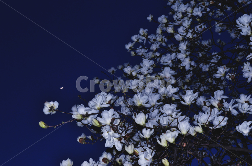 밤,목련,달,초승달,night,moon,magnolia,감성,느낌,배경,꽃,나무,야경,밤,풍경,nightscape,night,landscape,식물,자연,plants,nature,꽃,flower,plant,blossom