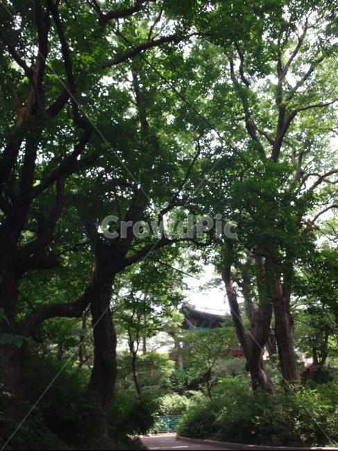 초록,자연,풍경,산책,산속,나뭇잎,풀잎,식물,자연,plants,nature,나무,trees,wood