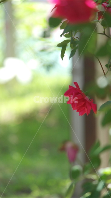 장미,rose,꽃,flower,red,감성,beautiful,pretty,green,예쁜꽃,여백의미,초록색,6월,장미축제,식물,자연,plants,nature,꽃,flower