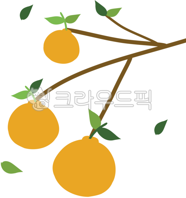 한라봉,한라봉일러스트,과일,제주도,제주,오렌지,귤,제주도특산물,특산물,한라봉나무,열매,제주도한라봉,천혜양,만리향,제주과일,감귤,귤나무