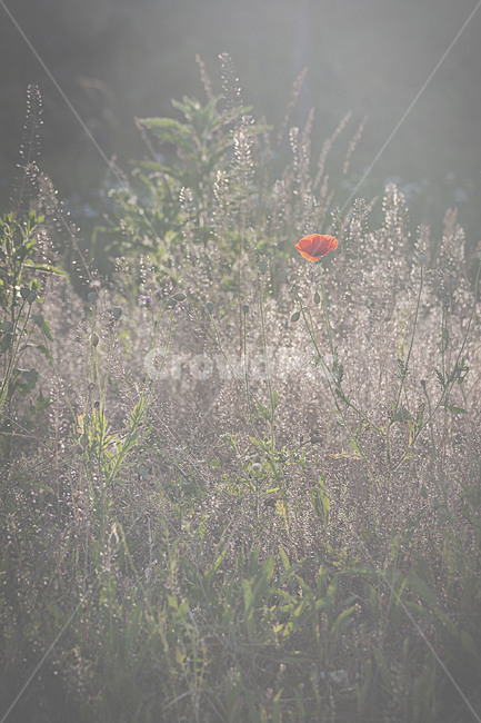 식물,자연,봄,꽃,양귀비,plants,nature,spring,flower,poppy