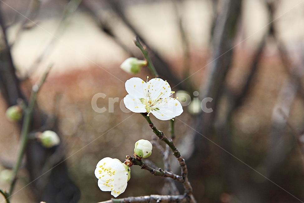 매화,매화꽃,꽃,꽃잎,봄꽃,봄,매화나무,식물,식물,자연,plants,nature,꽃,flower