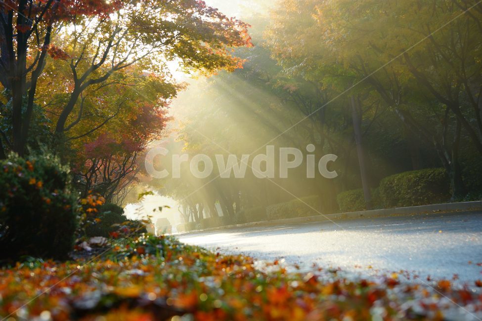 과천,과천벚꽃,과천상사역,벚꽃길,벚꽃길빛내림,가을,계절,fall,autumn,season,자연,풍경,nature,landscape,sunlight,햇빛,flare,플레어,light,빛