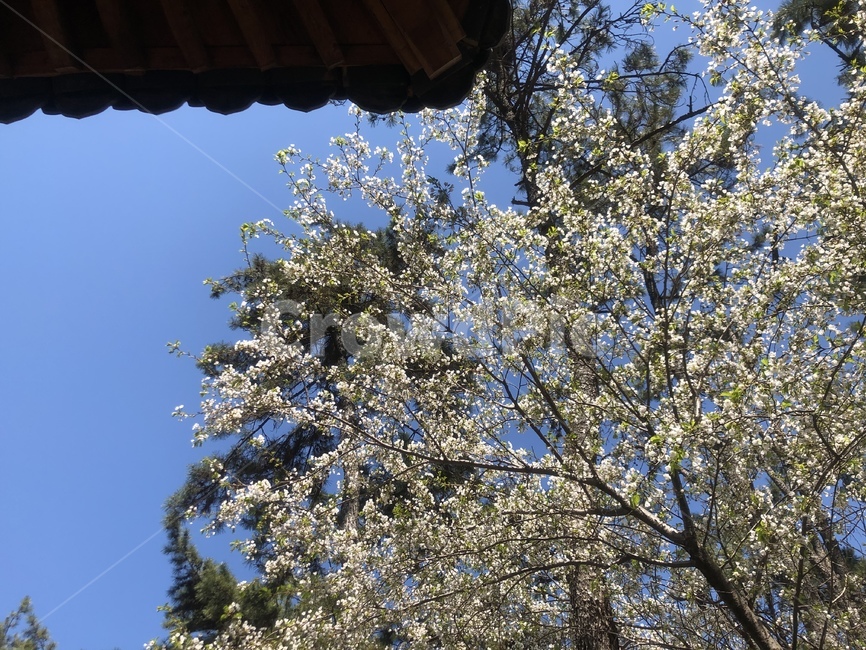 꽃,꽃들,플라워,한옥,flower