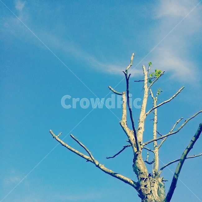 하늘,나무,나뭇가지,풍경,감성,식물,자연,plants,nature,나무,trees,wood