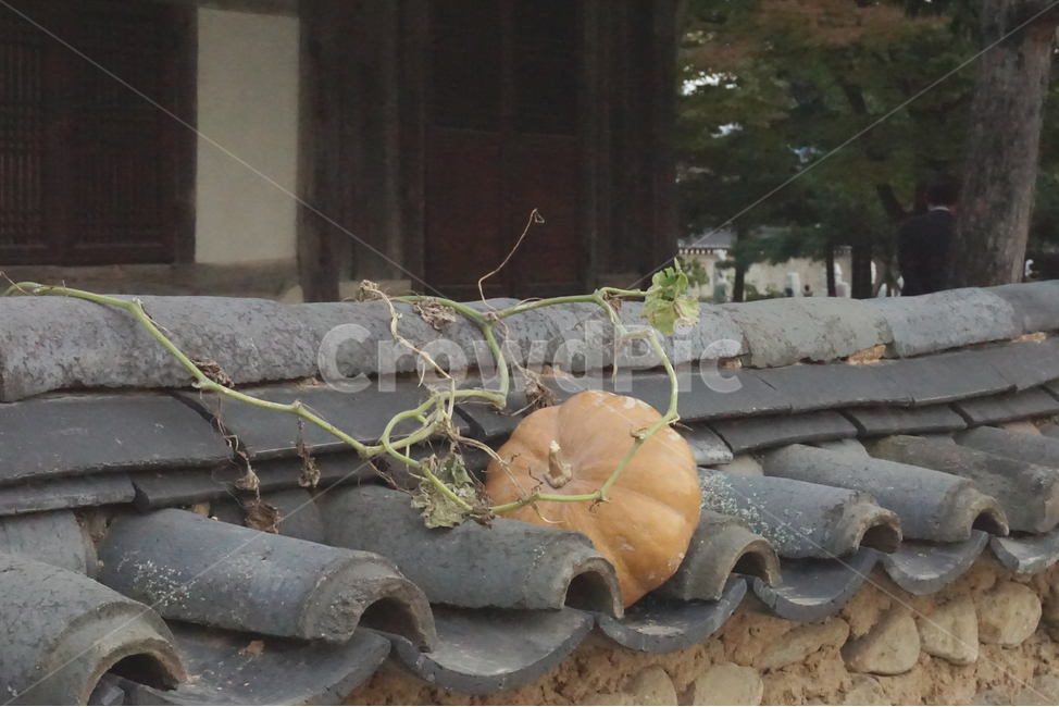 호박,덩쿨,기와,한국,전통적