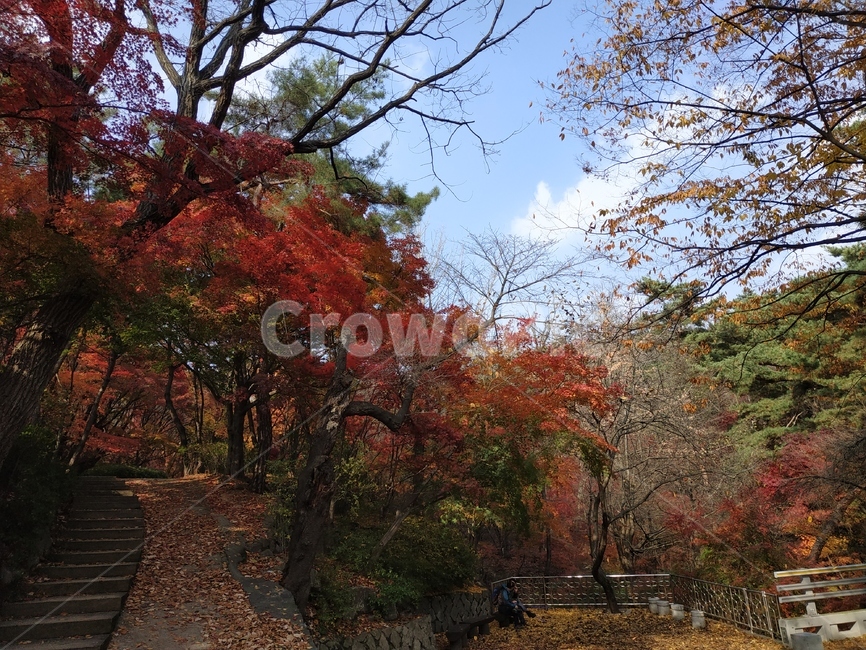 plant,식물,tree,나무,maple,단풍,가을,낙엽,풍경,자연,가을하늘,가을,계절,fall,autumn,season,식물,자연,plants,nature,나무,trees,wood