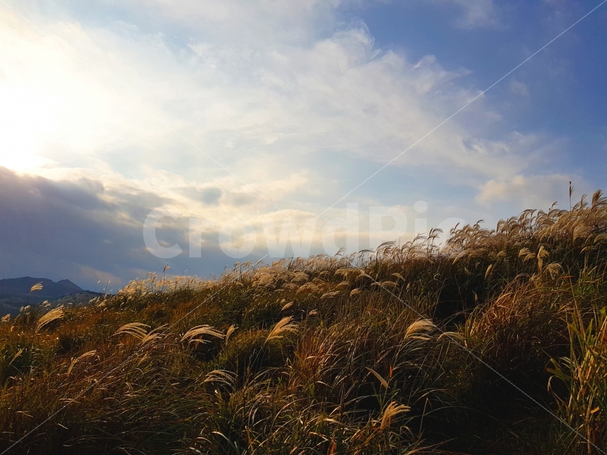 제주,jeju,제주도,jejudo,여행,풍경,landscape,오름,갈대,억새,용눈이오름,가을,계절,fall,autumn,season,자연,풍경,nature,landscape,grass,잔디,plant,식물