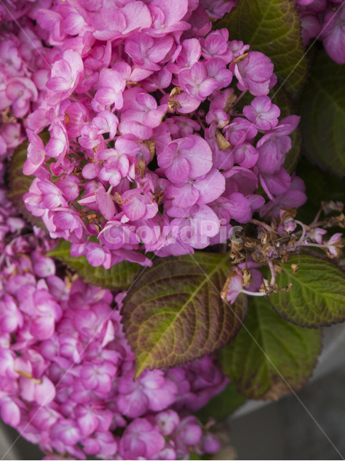 꽃,꽃잎,flower,화분,분홍,식물,자연,plants,nature,꽃,flower