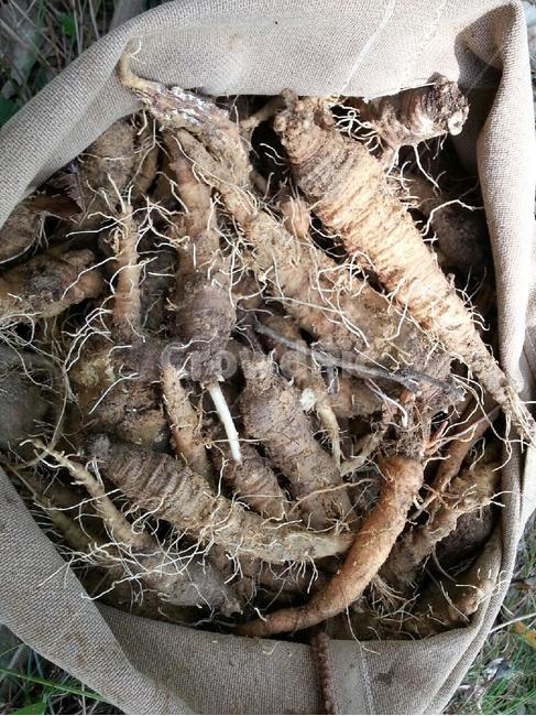 더덕,뿌리,덩쿨식물,뿌리식물,자연,건강,약초,식물,자연,plants,nature,건강,헬스웨어,헬스케어,healthware,health care