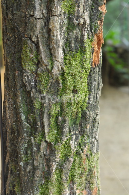 이끼,나무,moss,lichen,식물,식물,자연,plants,nature