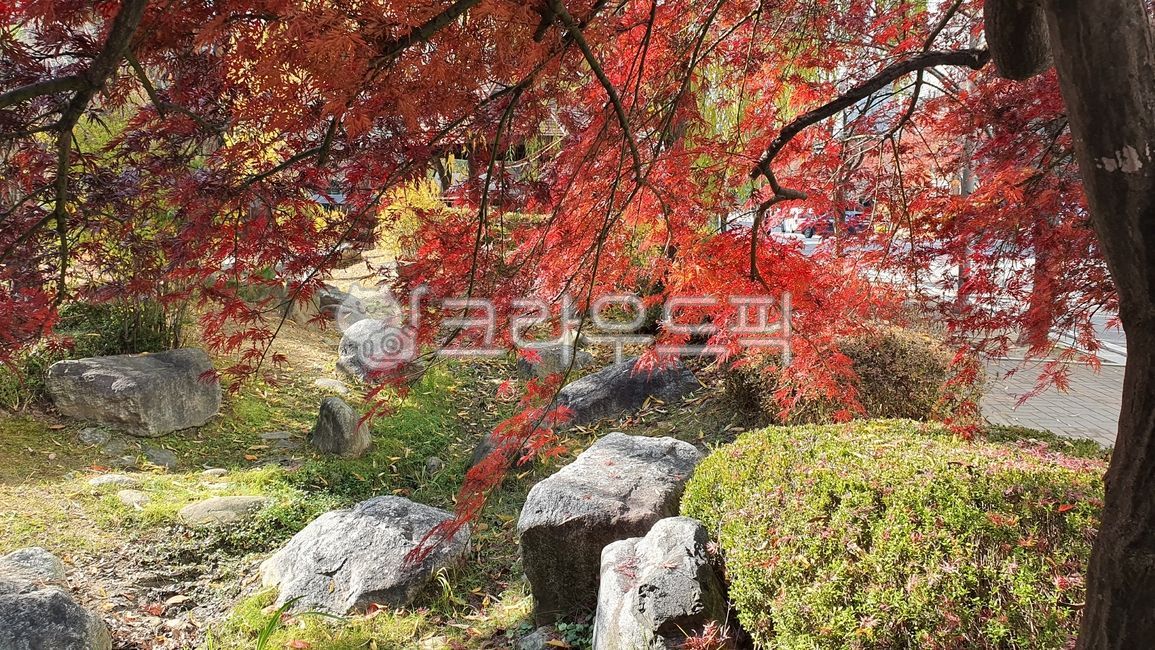 garden tree,Maple tree,landscaping tree,tree,peacock maple