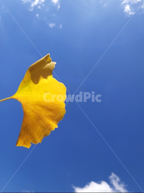 하늘,가을하늘,은행잎,파란하늘,가을구름,가을,계절,fall,autumn,season,leaf,잎,plant,식물,petal,꽃잎,blossom,꽃,flower,animal,동물,bird,새