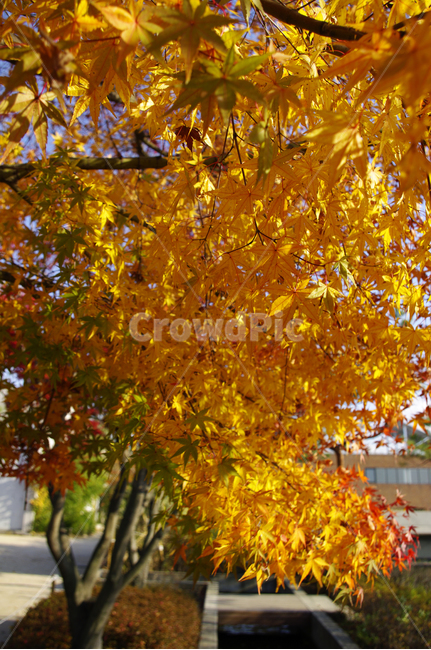 autumn,가을,나무,단풍,식물,가을,계절,fall,autumn,season,leaf,잎,plant,tree,maple