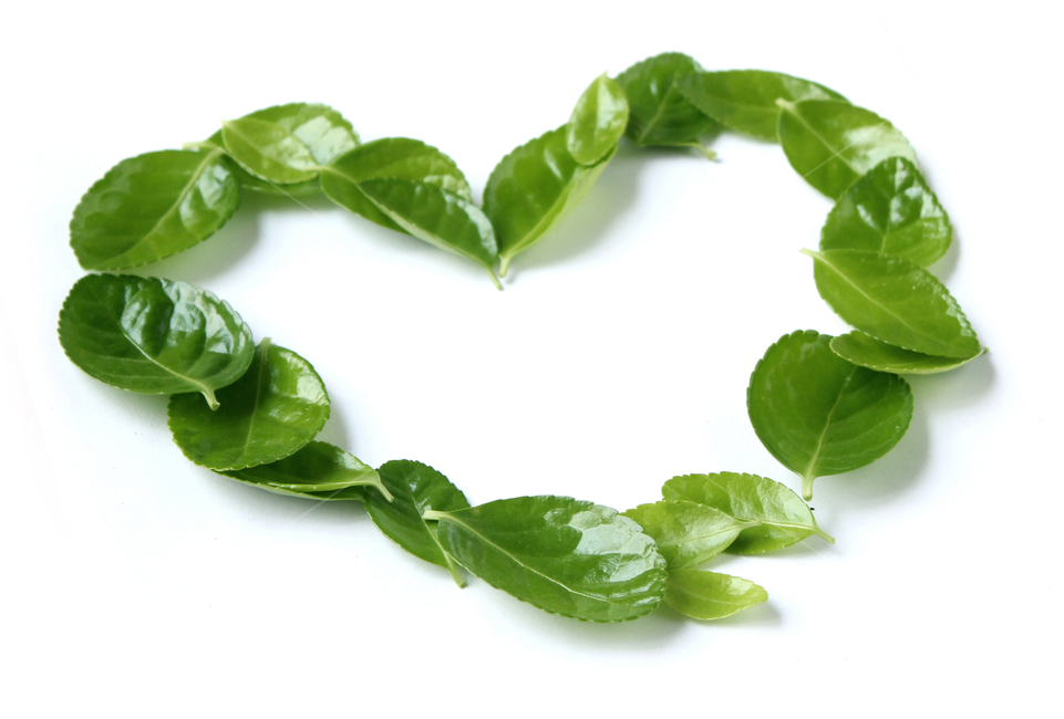 잎,나뭇잎,closeup,fresh,green,leaf,leaves,macro,natur,nature,plant,잎사귀,자연,녹색,그린,클로즈업,신선한,그룹,더미,모아놓은,모은,모이다,하트,shape,heart,형태,모양,흰배경,사철나무잎,사철나무,식물,자연,plants,nature,감정표현,기분,feeling,emotion,연출,컨셉,콘셉,direction,concept,누끼,remove background