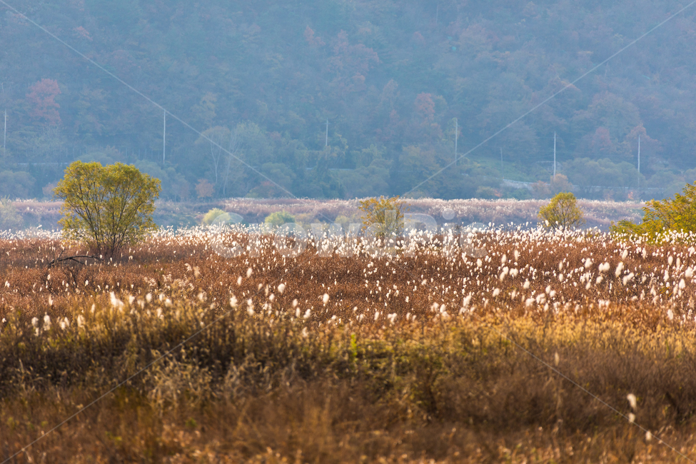억새,가을,가을들판,들판,풍경,가을풍경,가을,계절,fall,autumn,season,자연,풍경,nature,landscape
