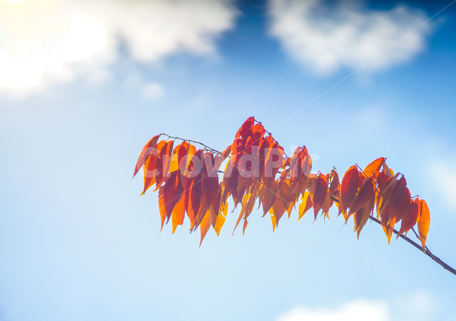 단풍,하늘,구름,가을,나뭇가지,나무,가을,계절,fall,autumn,season