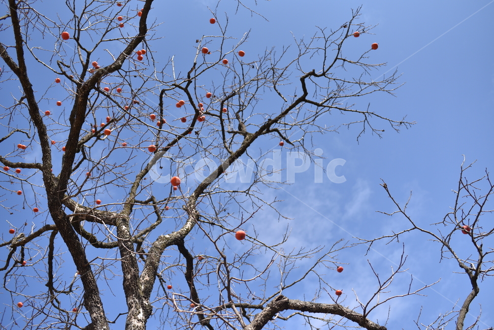 나무,나무가지,tree,감나무,겨울,winter,식물,자연,plants,nature,나무,trees,wood,과일,열매,fruit