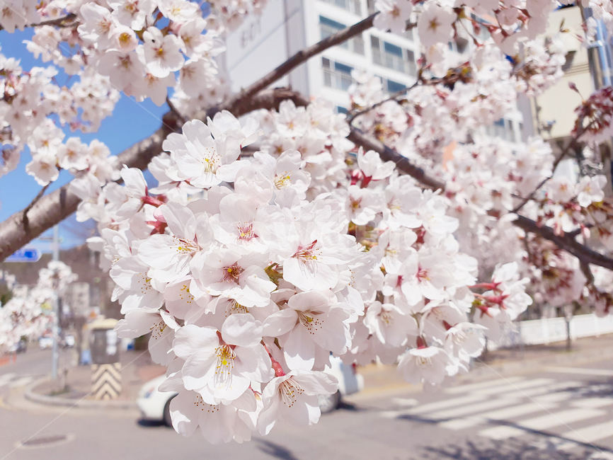 blossom,cherryblossom,식물,flower,plant,꽃,벚꽃,하늘,햇빛,sunshion,태양광,야외,자연,봄,계절,spring,season
