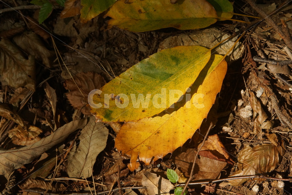 leaf,잎,plant,식물,ground,바닥,단풍,fallfoliage,autumncolors,fall,autumn,가을빛,autumnaltints,자연,nature,석남사,가을,seongnamsatemple,가을,계절,fall,autumn,season,fungus,진균류