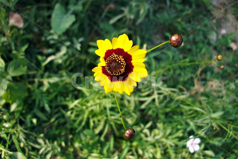 기생초,꽃,노랑,goldencreopsis,식물,자연,화려한색,관상용,야생화,국화과