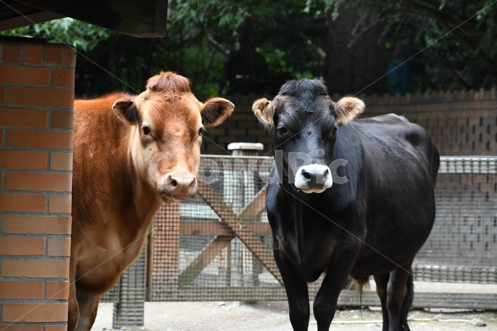 animal,동물,가축,cow,소,엄마,브라운,블렉,동물,animal,포유류,mammal