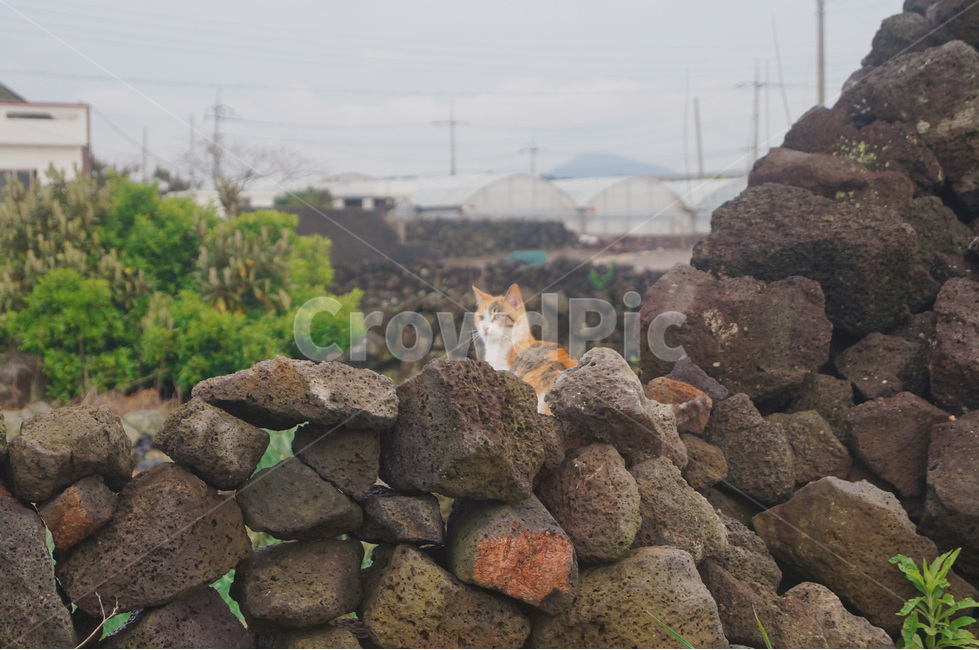 Jeju Stone Wall Road,stray cat,daily life photos,cat,daily,sight,Jeju Island Stone Wall Road,jeju island,cat photo,Olle trail