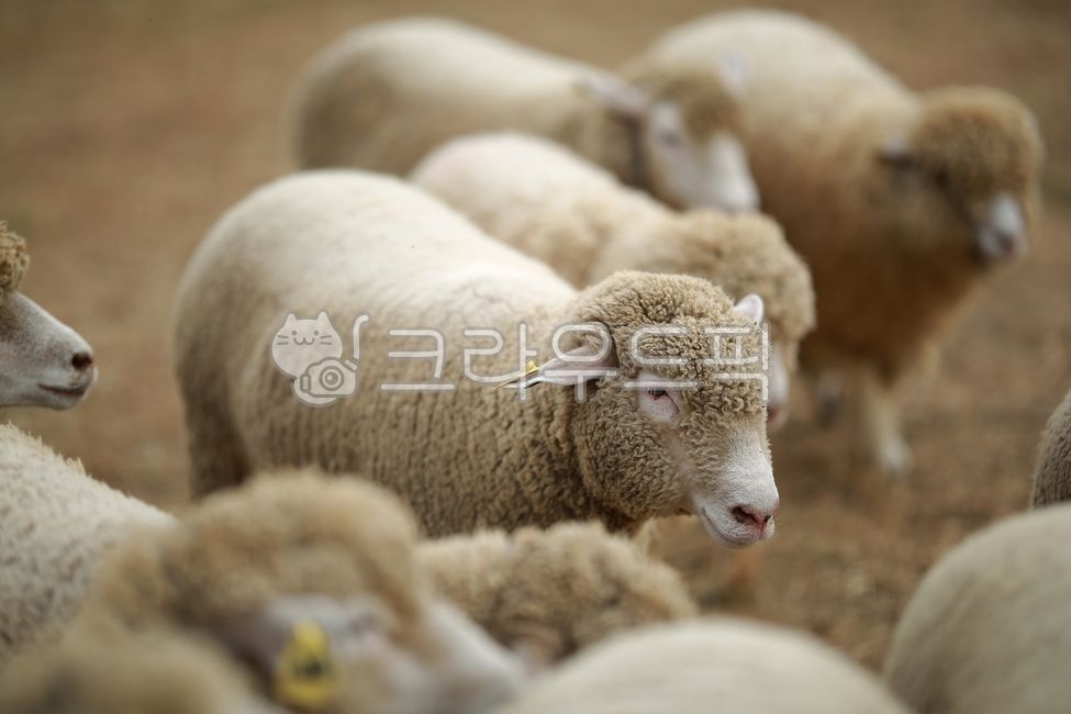 동물, 양, 가축, animal, livestock, 사진,이미지,일러스트,캘리그라피 - pandora4077작가