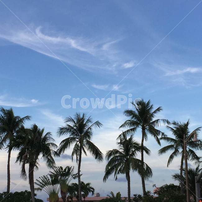 summer,여름,야자수,동남아시아,동남아,날씨,하늘,자연,나무,palmtree,southeastasia,weather,sky,nature,tree