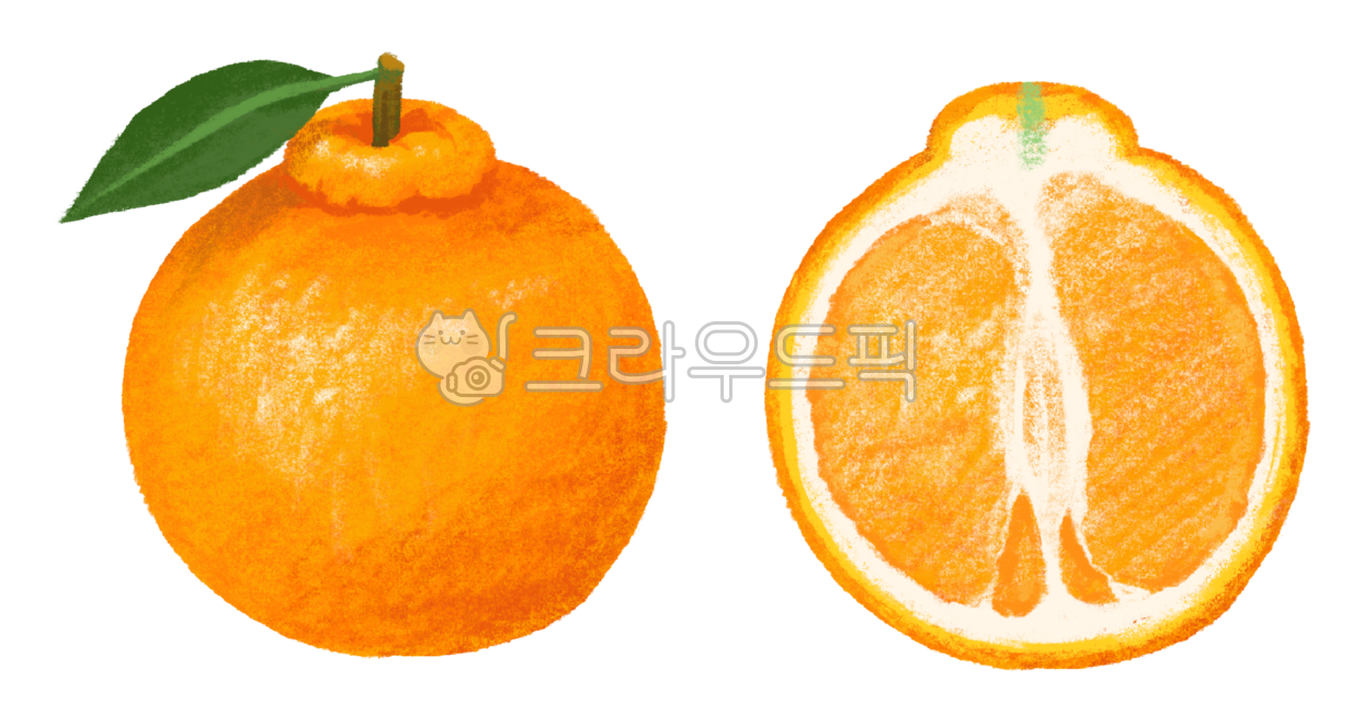 귤,단면,손그림,일러스트,한라봉